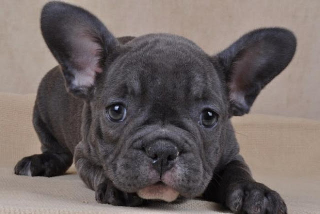 blue french bulldog