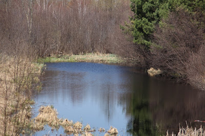 West-side flowage pond, beaver den was in left bank