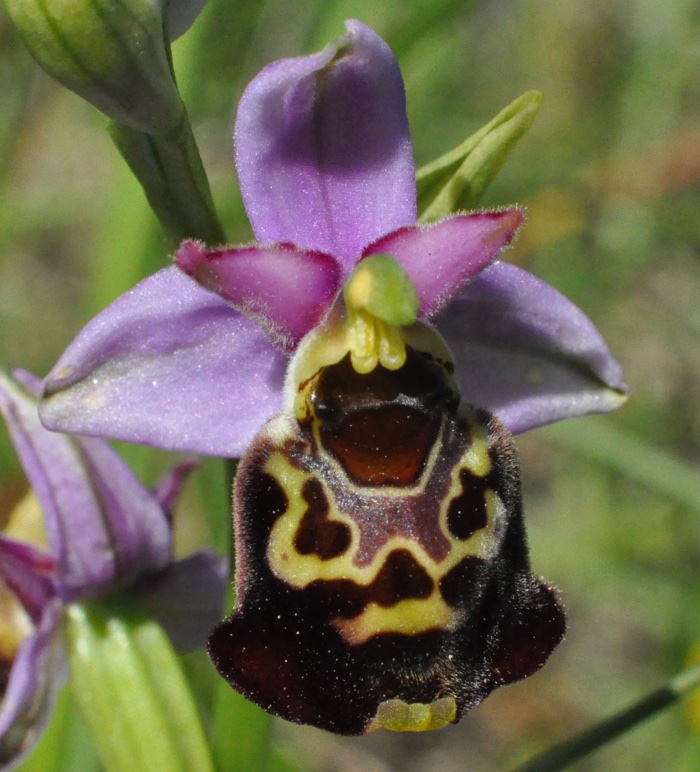 Ophrys frelon