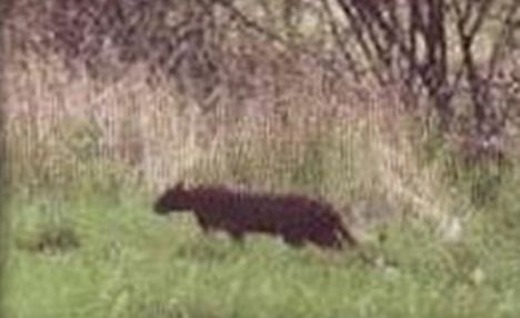 The Beast Of Bodmin Moor Image