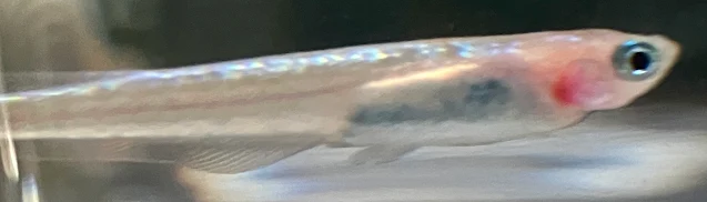 ラズリーメダカ 稚魚 １４９日目