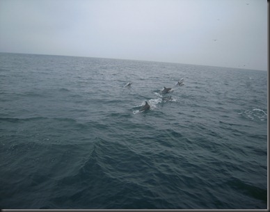 2010-08-WhaleWatch04