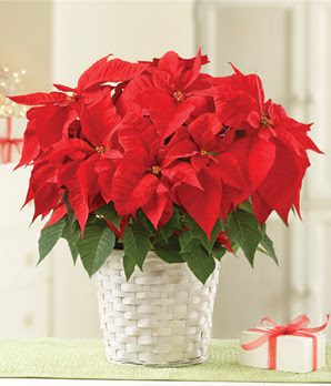 Kim's la Bella Baskets Poinsettia Plant