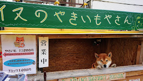 北海道 札幌 イヌのやきいもやさん　柴犬のケン