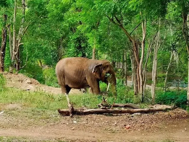 Kurumbapatti Zoo