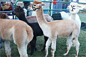 Llamas en el Desfile de Acción de Gracias de Plymouth 