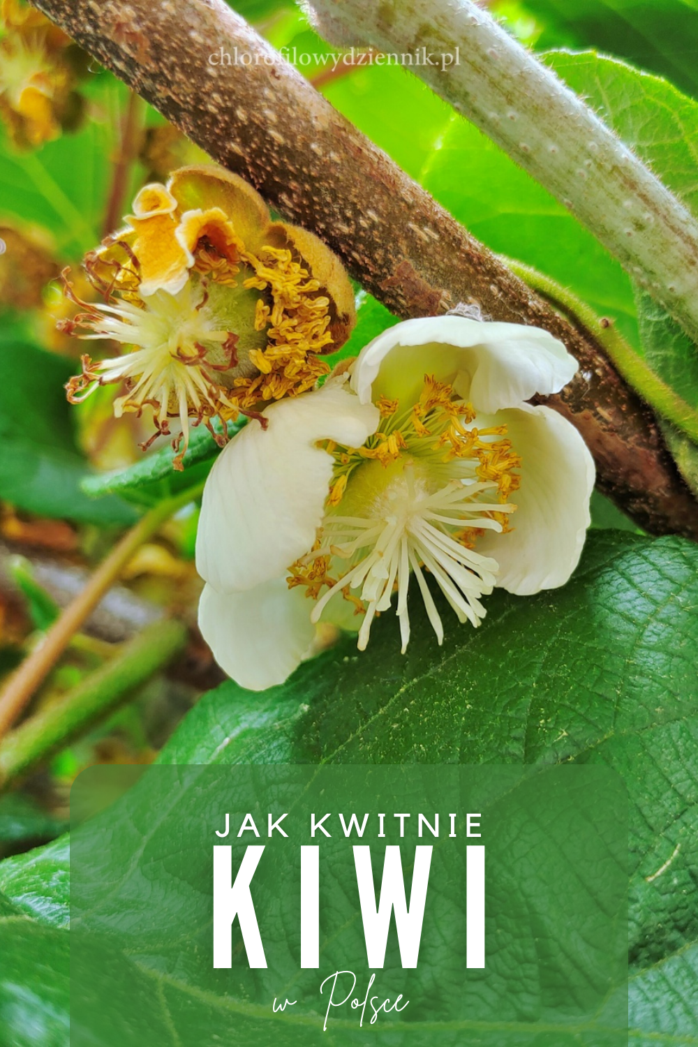Actinidia chinensis aktinidia chińska kiwi kwiaty kwitnienie w Polsce czy można uprawiać w gruncie jak rośnie kiwi uprawa zapylanie wyglad pnacza owoc