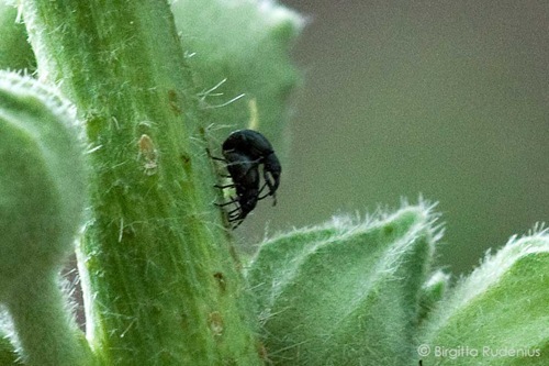 macro_20110701_bugs1a