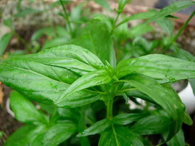 Bitter (Andrographis paniculata)