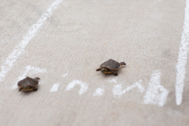 Turtle race blog-4