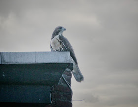 Juvenile red-tailed hawk on a roof two weeks after fledging