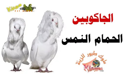 حمام الجاكوبين (الحمام النمس)