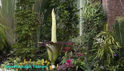 Amorphophallus Titanum