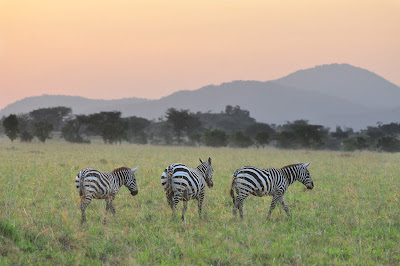Kidepo Valley Zebras