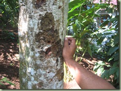 IMG_3748 Cinnamon