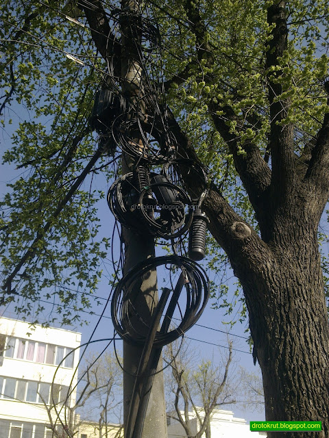 Дерево в Бухаресте увитое проводами