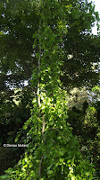 Trained tree in Anne's garden - Stratford, CT