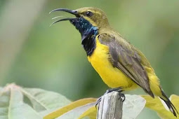 Merawat Bulu Burung Sogok Ontong Agar Tidak Mudah Pudar