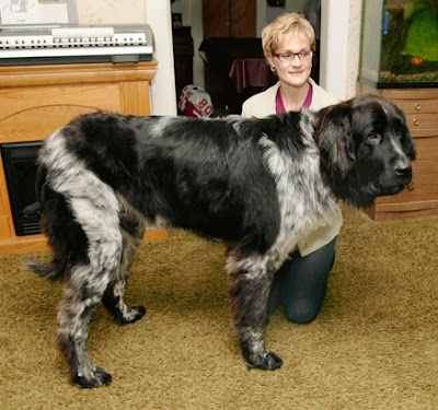 largest dog in world. World#39;s Tallest Dog: