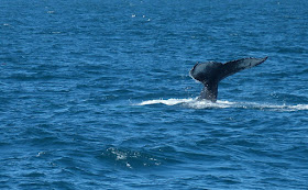 Iceland whale watching