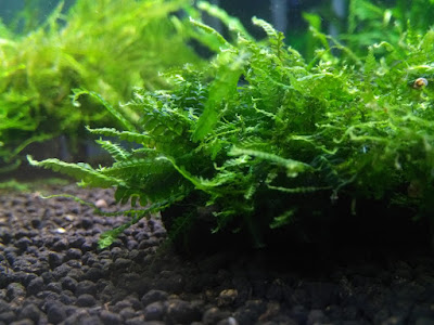 cameroon moss, jenis tanaman moss aquascape