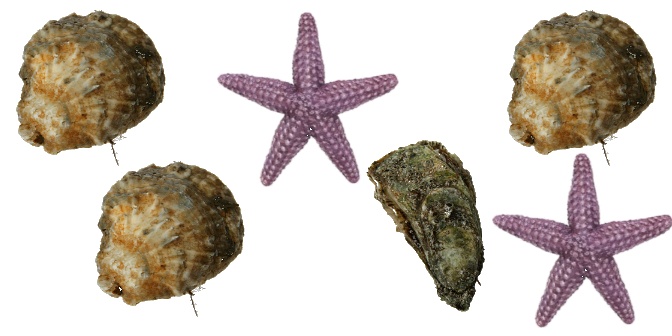 oysters4