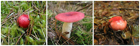 Russula mushrooms in Scotland