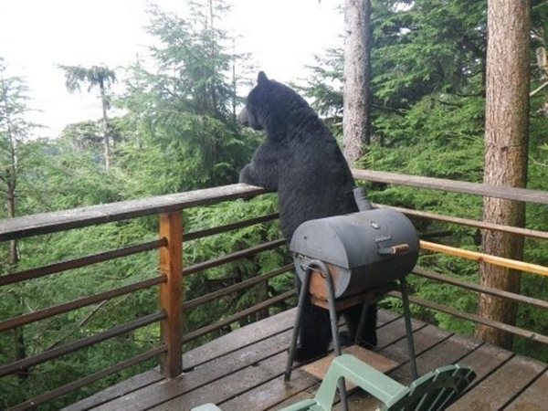 funny animal pictures, bear on porch