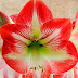 Amaryllis in Bloom