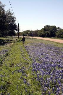 Bluebonnets along the road - typical Hill Country Spring