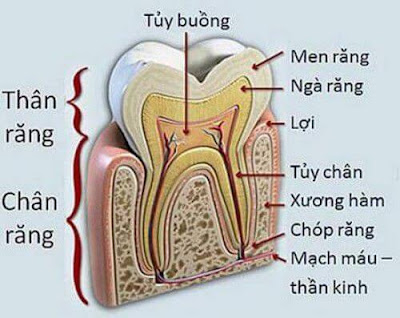  Khi nào phải lấy tủy răng?