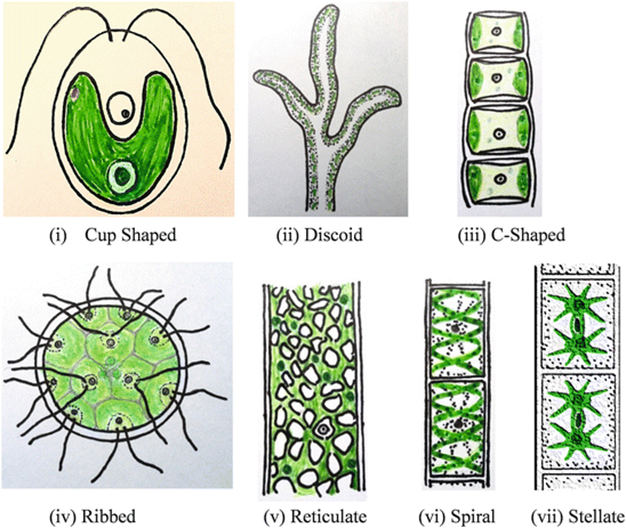 In higher plants, the shape of the chloroplast is DUMET 2009 (a) discoid  (b) cup-shaped (c) girdl 