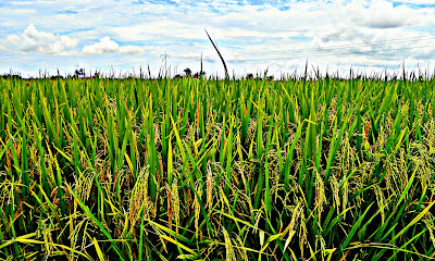 sawah padi di tanjung karang selangor