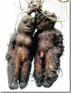 http://tipspetani.blogspot.com/2014/12/tumbuhan-aneh-yang-ada-di-dunia.html