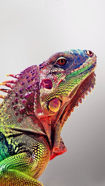 Idea, Inspiration, Art, Design, Pattern Animal, Skin, Lizard, Texture, Multi Color, All over