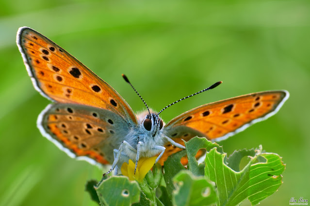 Butterfly Portrait