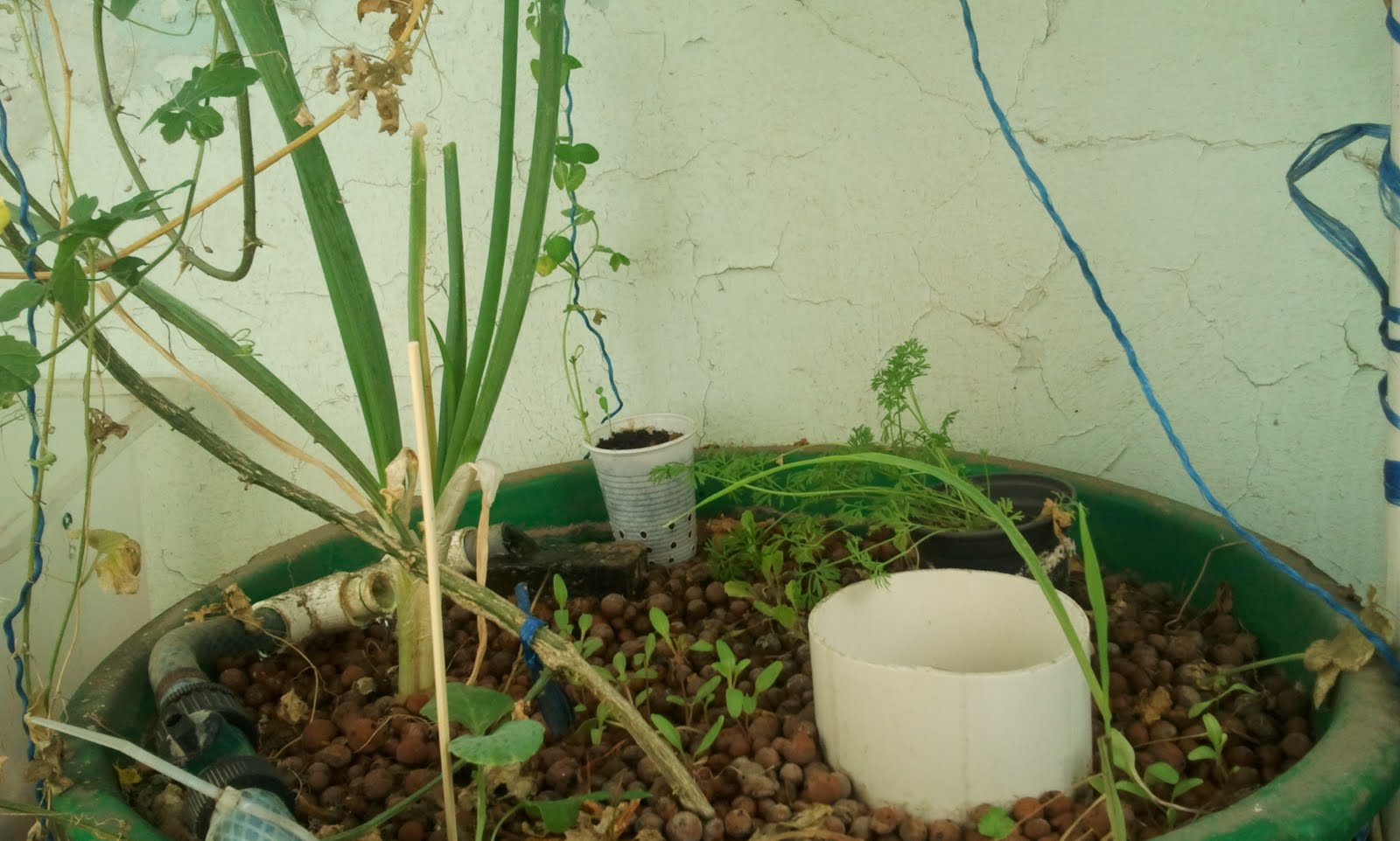 Nadika: Aquaponic cucumbers and onions