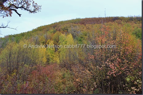 IMG_0098 - Copy