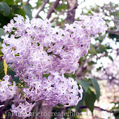 Enjoying Spring{Free Facebook Cover Downloads}