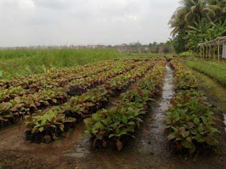 bibit jabon merah di bogor, bibit jabon merah di bandung, bibit jabon merah siap tanam, bibit jabon merah di lampung, bibit jabon merah kultur jaringan, bibit jabon merah super, bibit jabon merah kendal, bibit jabon merah di sumut, benih jabon merah, bibit jabon merah, benih jabon merah bersertifikat, jual bibit jabon merah bandung, jual bibit jabon merah di bogor, beli bibit jabon merah, jual bibit jabon merah bogor, jual bibit jabon merah di jawa barat, cari bibit jabon merah, cara penyemaian bibit jabon merah, jual bibit jabon merah di medan, jual bibit jabon merah di jakarta, jual bibit jabon merah di tangerang, harga bibit jabon merah dan jabon putih, harga bibit jabon merah jawa timur, jual bibit jabon merah, jual bibit jabon merah palembang, jual bibit jabon merah tangerang, bibit kayu jabon merah, harga bibit kayu jabon merah, jual bibit jabon merah murah, bibit pohon jabon merah, penjual bibit jabon merah, tempat penjualan bibit jabon merah, harga bibit pohon jabon merah, benih jabon merah super, harga bibit jabon merah siap tanam, harga bibit jabon merah super