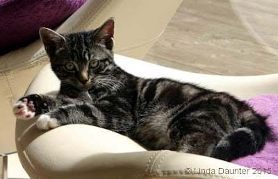 tabby kitten resting on chair, looking at camera