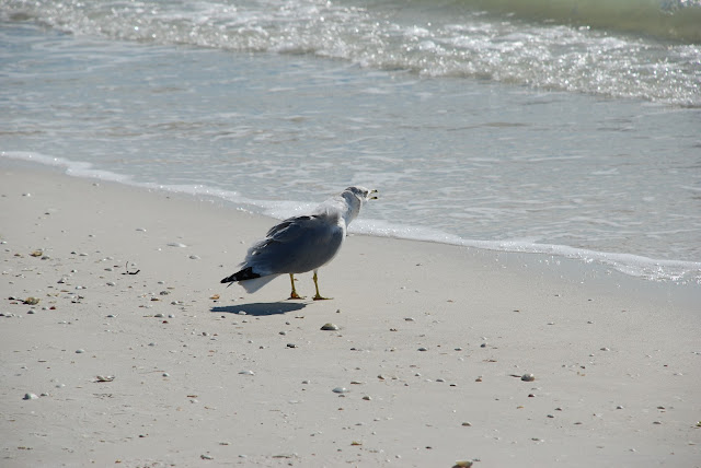 Marco Island