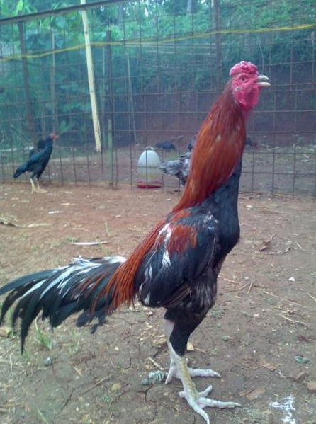 Gambar Ayam  Bangkok Super Yang Di Takuti Lawan Gambar 