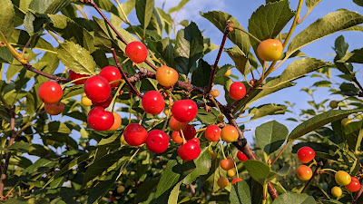 Sour Cherries in Summer