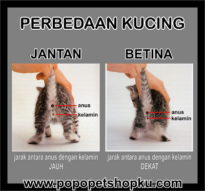 perbedaan kucing jantan dan betina