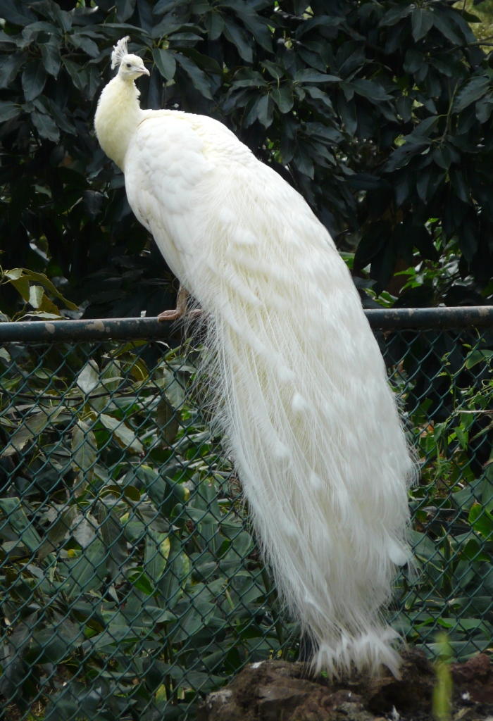 Indah dan Menakjubkannya Burung Merak Putih Foto  Galeri 