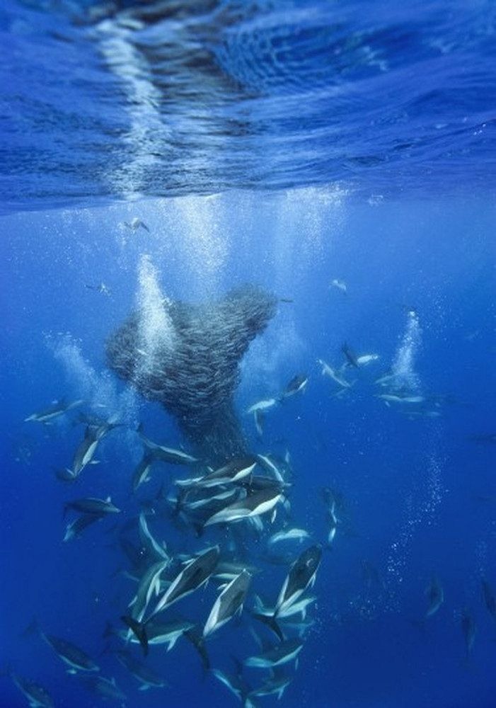 shark-and-mackerel-6 shark-and-mackerel-6