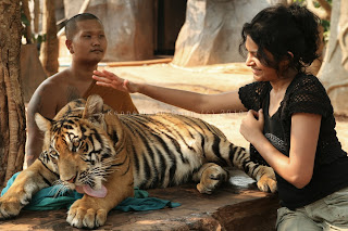 tiger temple, thailand, kenneth yu chan photography, kenneth chan photography