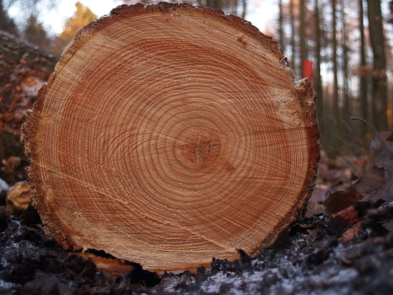Cross section of a tree - Tree Growth and Structure