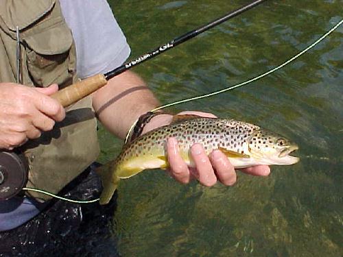of trout fishing can be